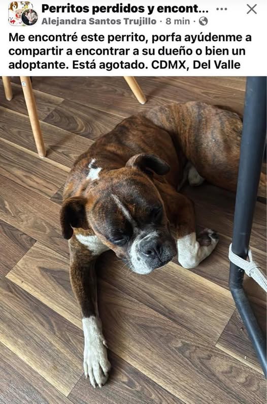 Foto del avistamiento de perro