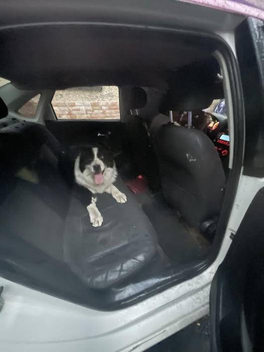 Foto del avistamiento de perro