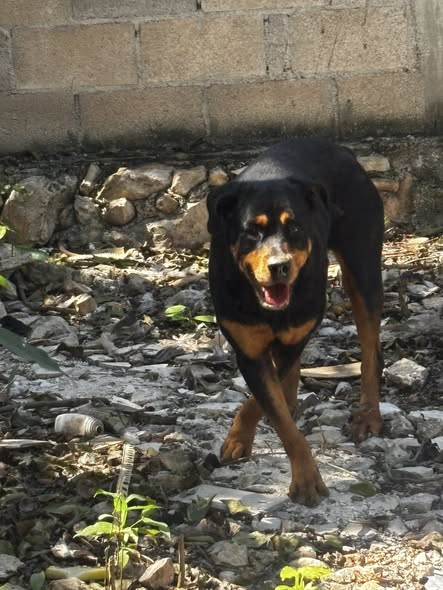 Dog sighting