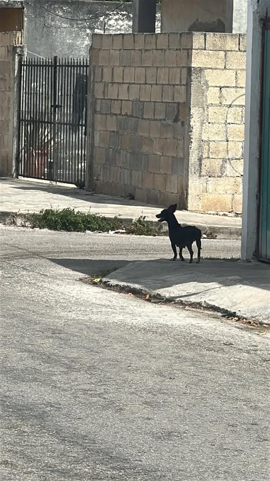 Foto del avistamiento de perro