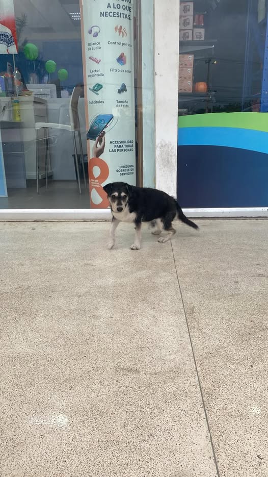 Foto del avistamiento de perro