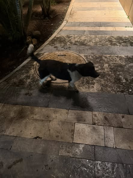 Foto del avistamiento de perro