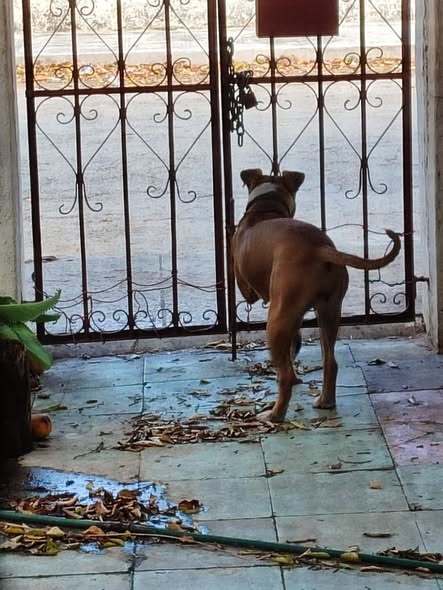 Foto del avistamiento de perro