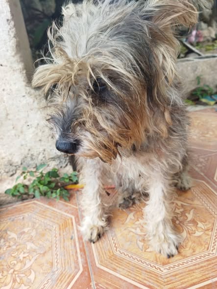 Foto del avistamiento de perro