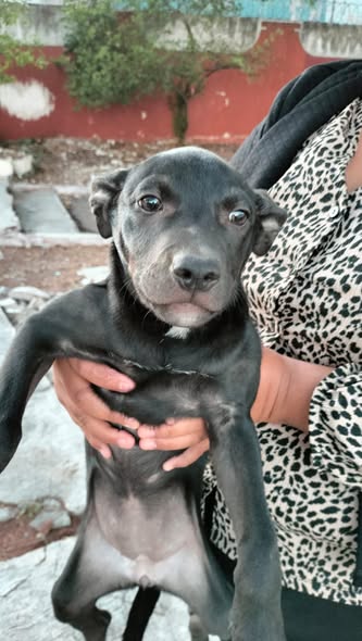 Foto del avistamiento de perro