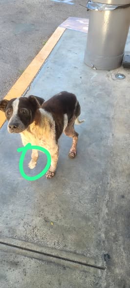 Foto del avistamiento de perro