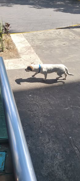 Foto del avistamiento de perro