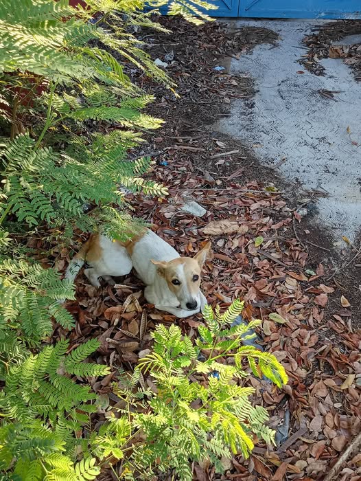 Foto del avistamiento de perro