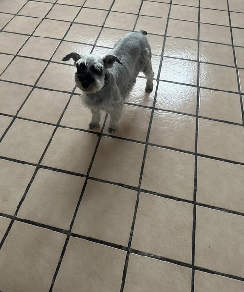 Dog sighting