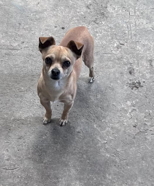 Foto del avistamiento de perro