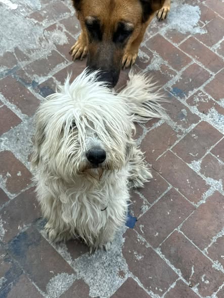 Dog sighting photo