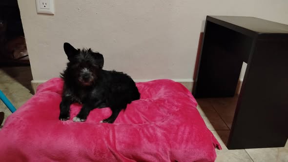 Foto del avistamiento de perro