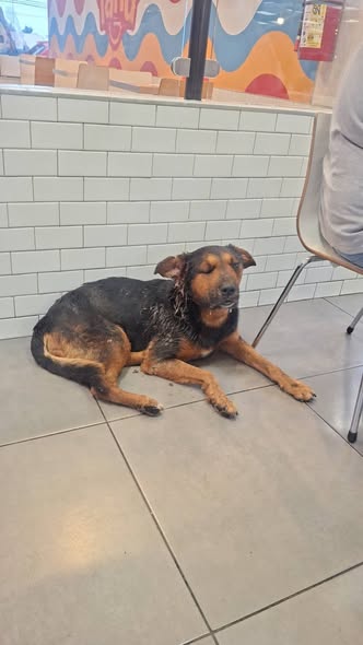 Dog sighting photo
