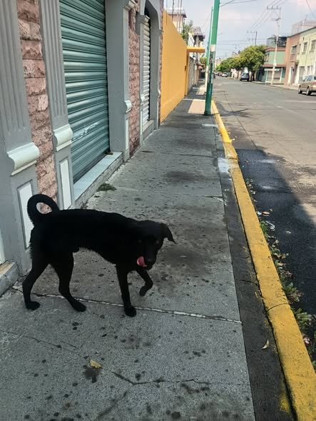 Foto del avistamiento de perro