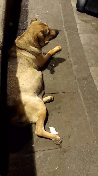 Foto del avistamiento de perro