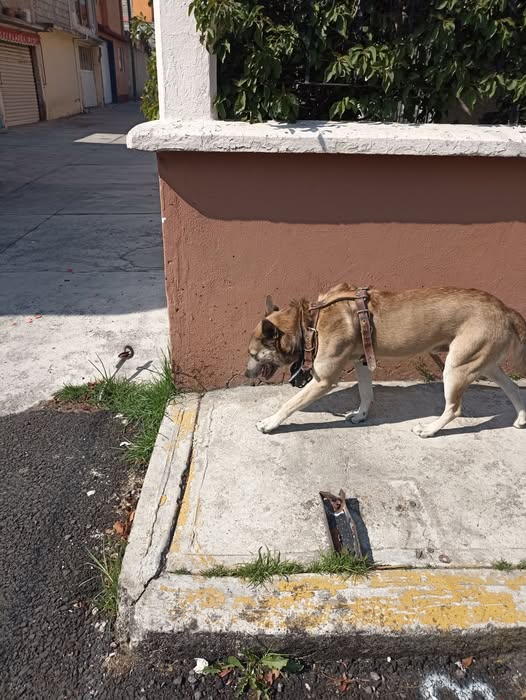 Foto del avistamiento de perro