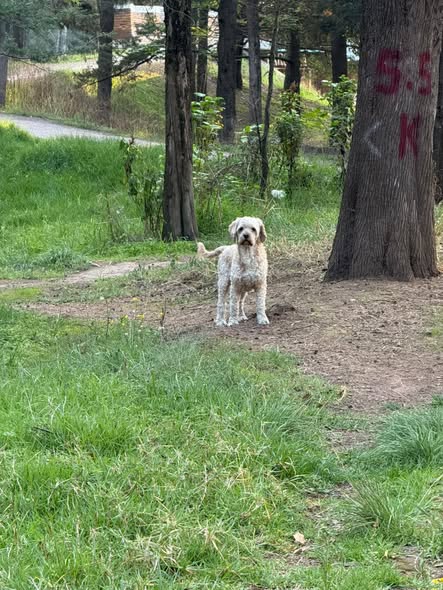 Foto del avistamiento de perro
