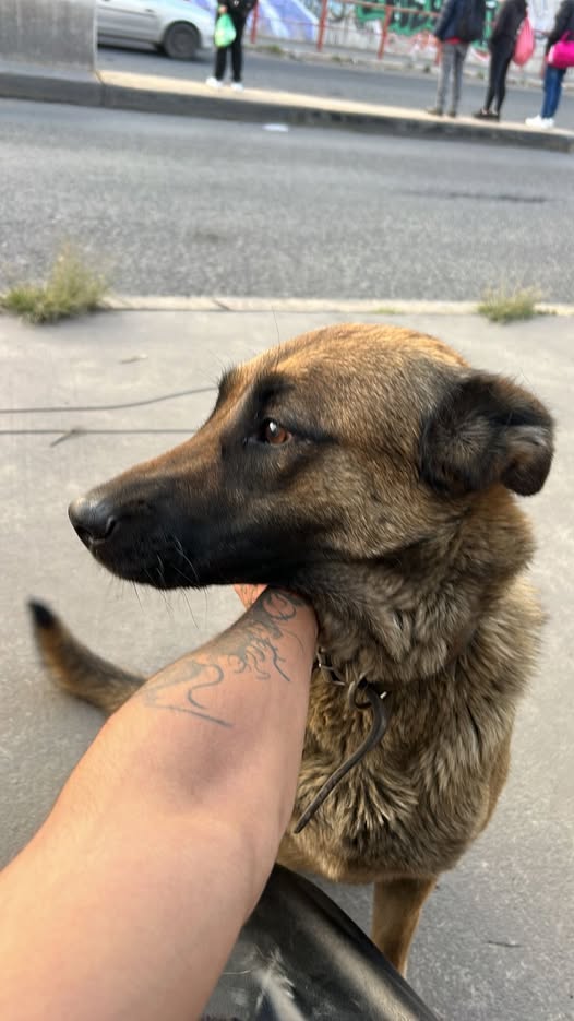 Dog sighting