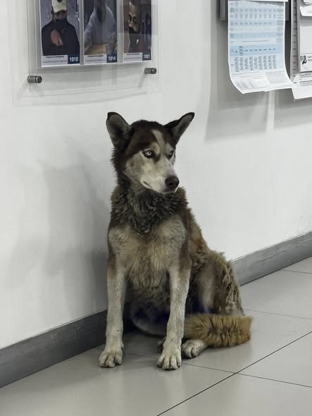 Foto del avistamiento de perro