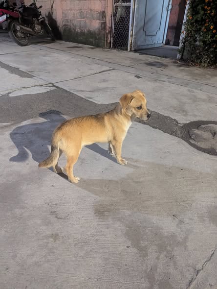 Dog sighting photo