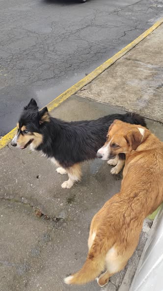 Foto del avistamiento de perro