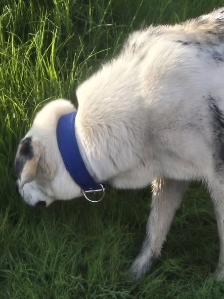 Dog sighting photo