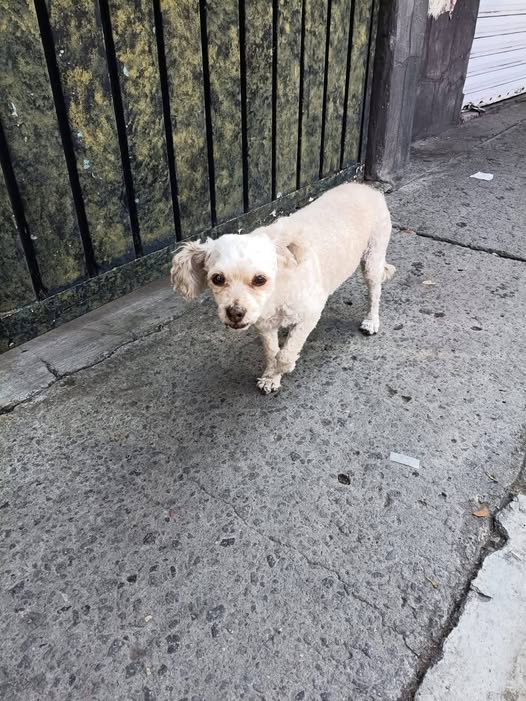 Foto del avistamiento de perro