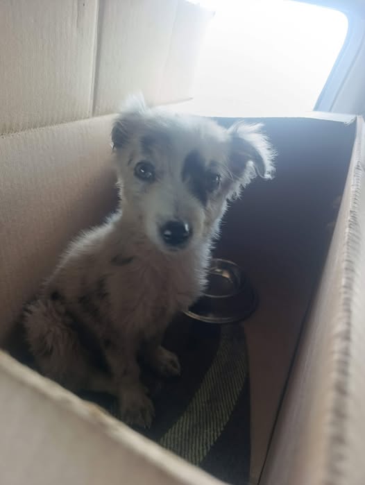 Foto del avistamiento de perro