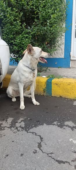 Foto del avistamiento de perro