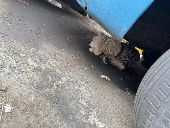 Foto del avistamiento de perro