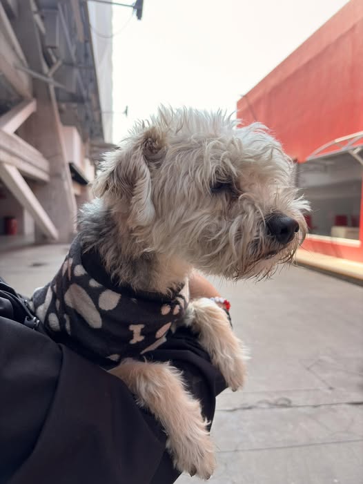 Foto del avistamiento de perro