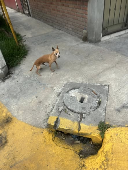 Foto del avistamiento de perro