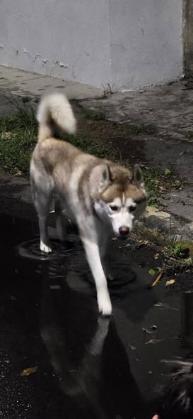 Dog sighting photo
