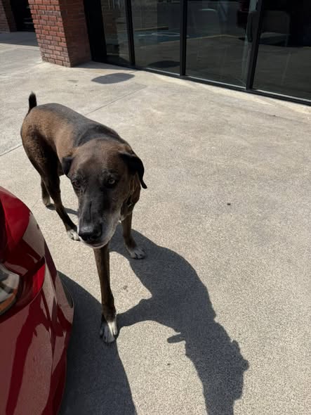 Dog sighting photo