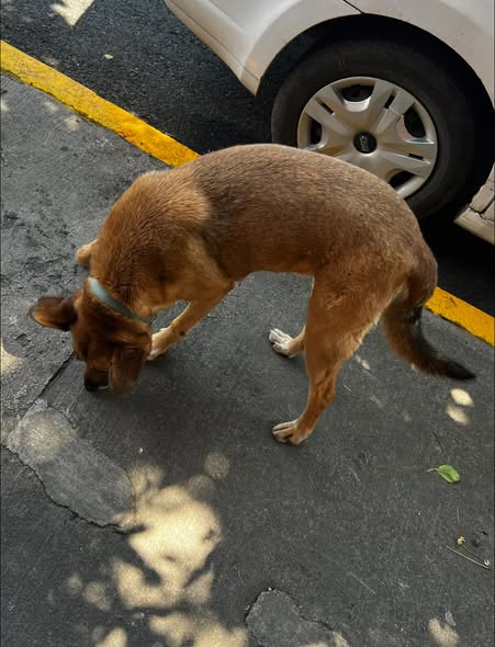 Dog sighting photo