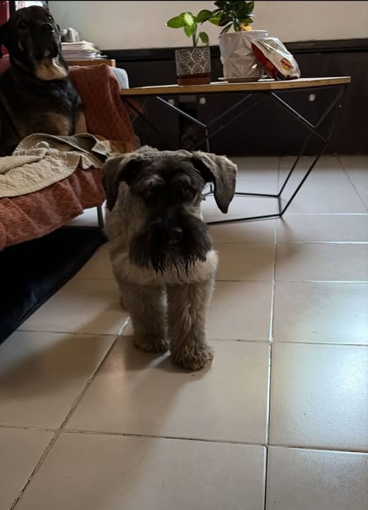 Foto del avistamiento de perro