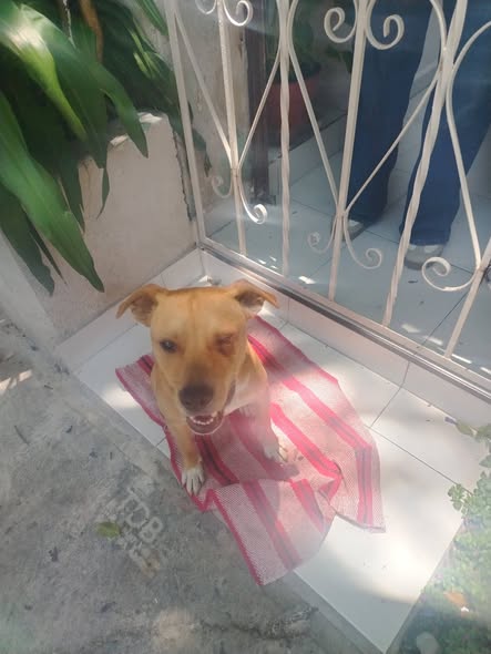 Dog sighting photo