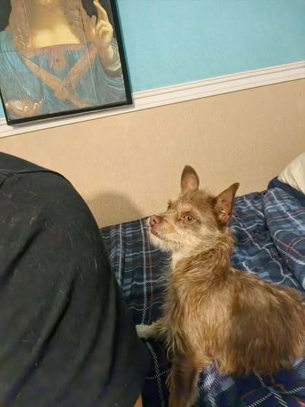 Dog sighting photo