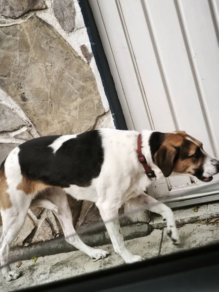 Foto del avistamiento de perro