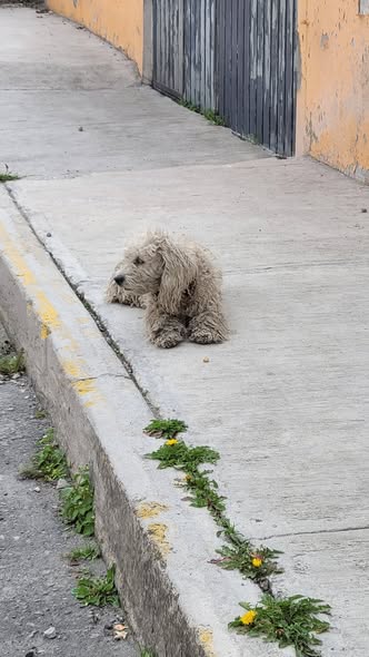Dog sighting photo