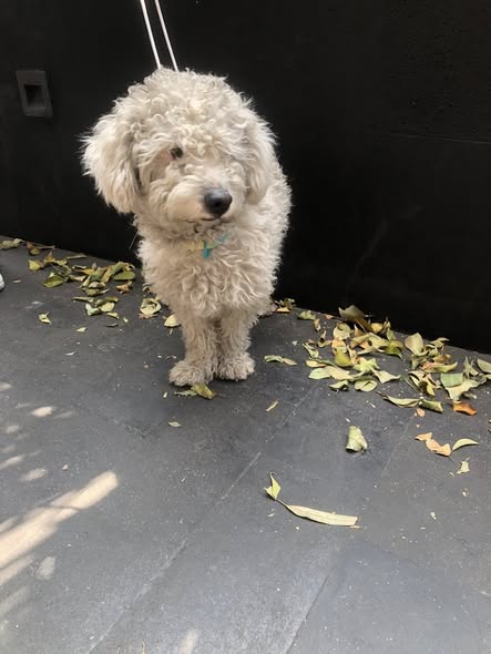 Dog sighting photo