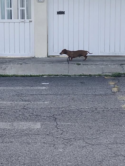 Foto del avistamiento de perro