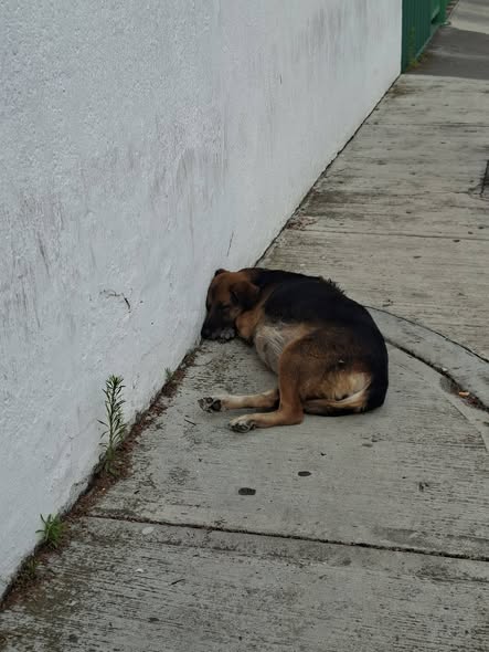 Dog sighting photo