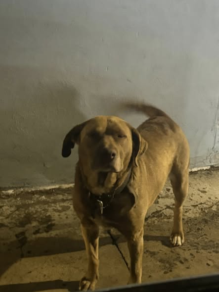 Dog sighting photo