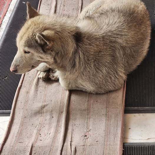 Foto del avistamiento de perro