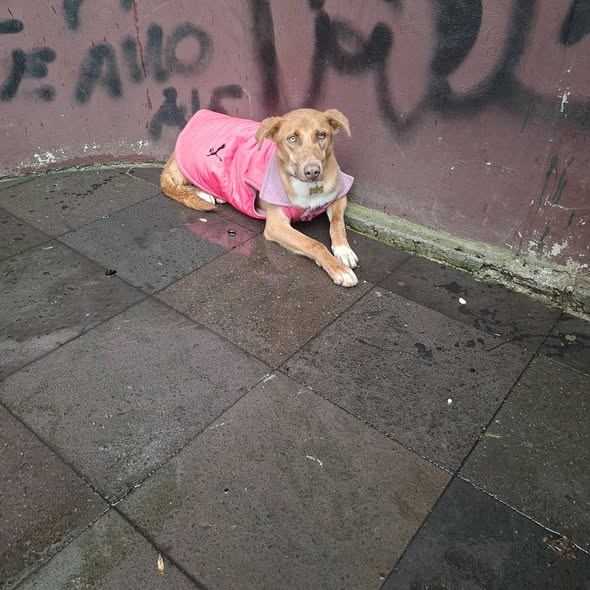 Foto del avistamiento de perro