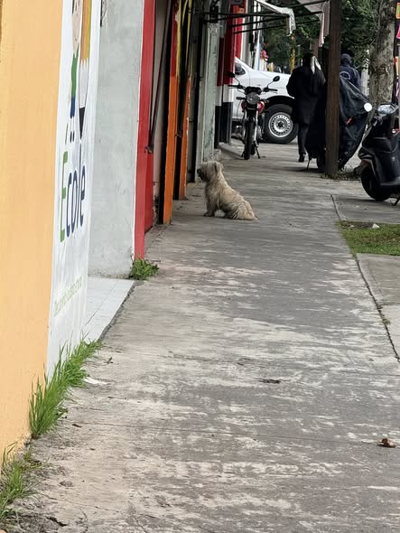 Dog sighting photo