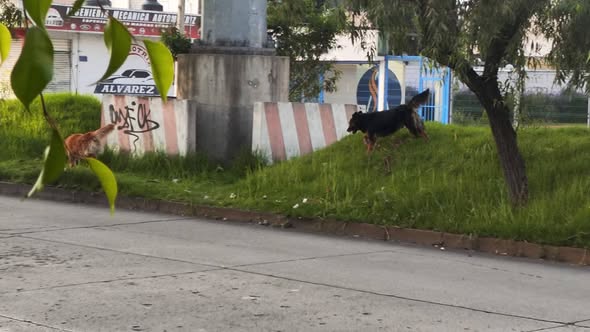Foto del avistamiento de perro