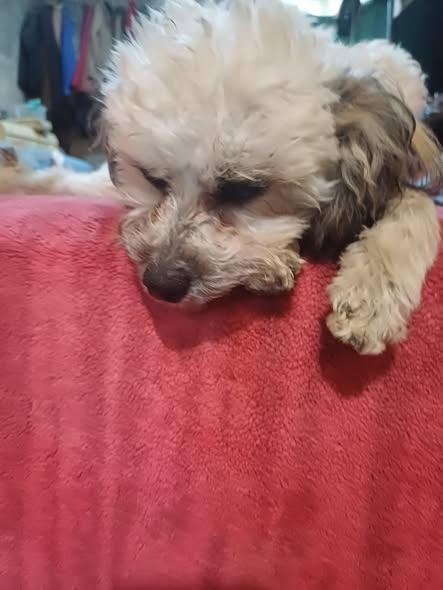 Foto del avistamiento de perro