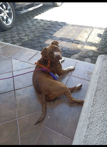 Foto del avistamiento de perro
